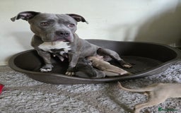 Staffordshire Bull Terrier dogs for sale: Staffordshire bull terrier puppy's  - Image 16