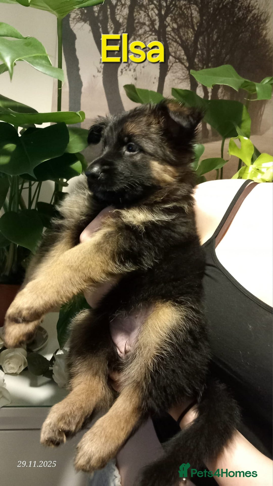 German Shepherd dogs for sale: Excellent Long-Haired German Shepherd Puppies-KC - Advert 18