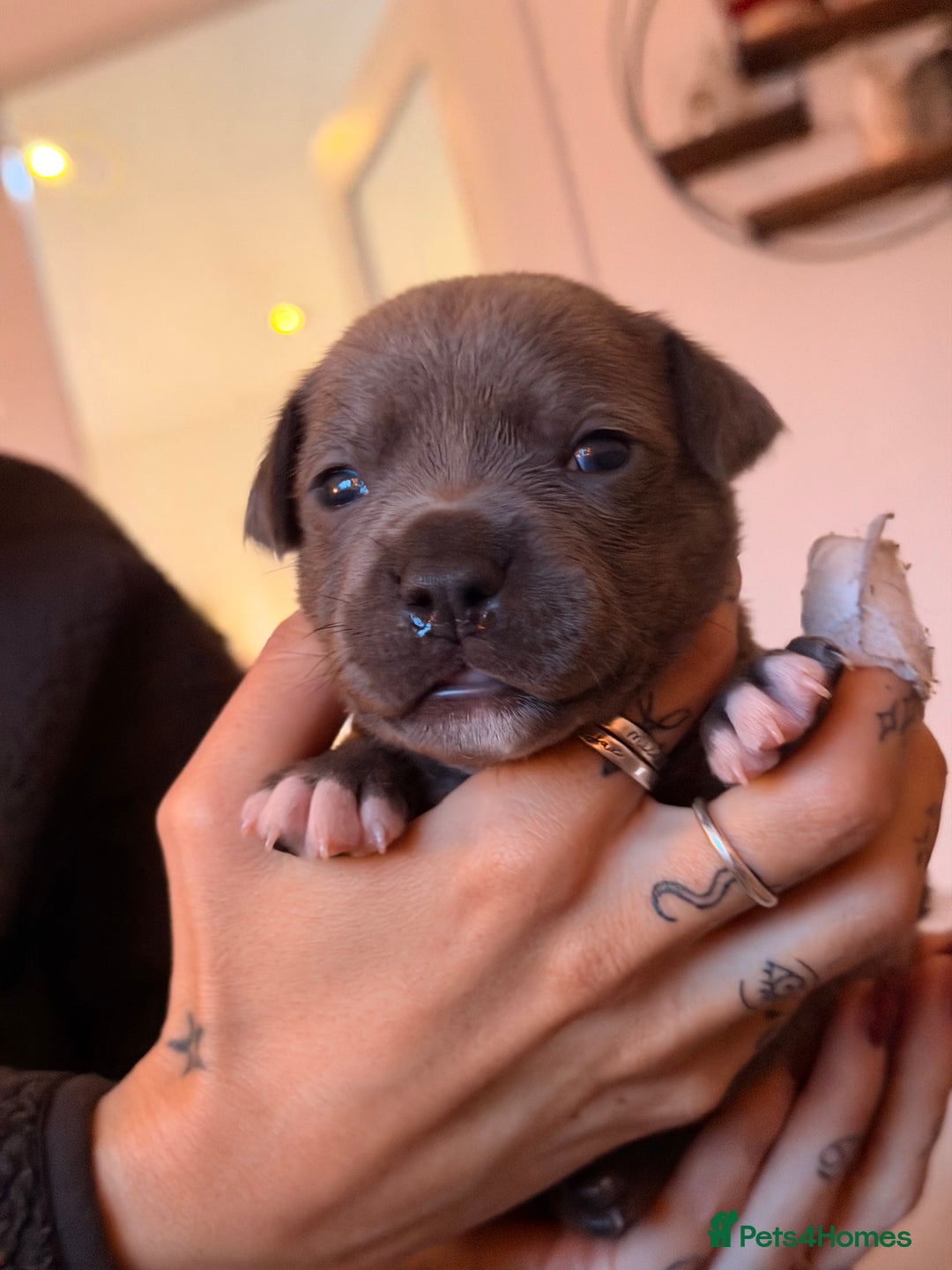Staffordshire Bull Terrier dogs for sale: 💙Blue x Rare Fawn Staffordshire Bull Terrier Pups - Advert 17