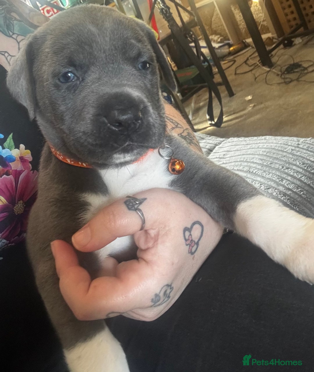 Cane Corso dogs for sale: Beautiful rare cane corso with white legs  - Advert 9