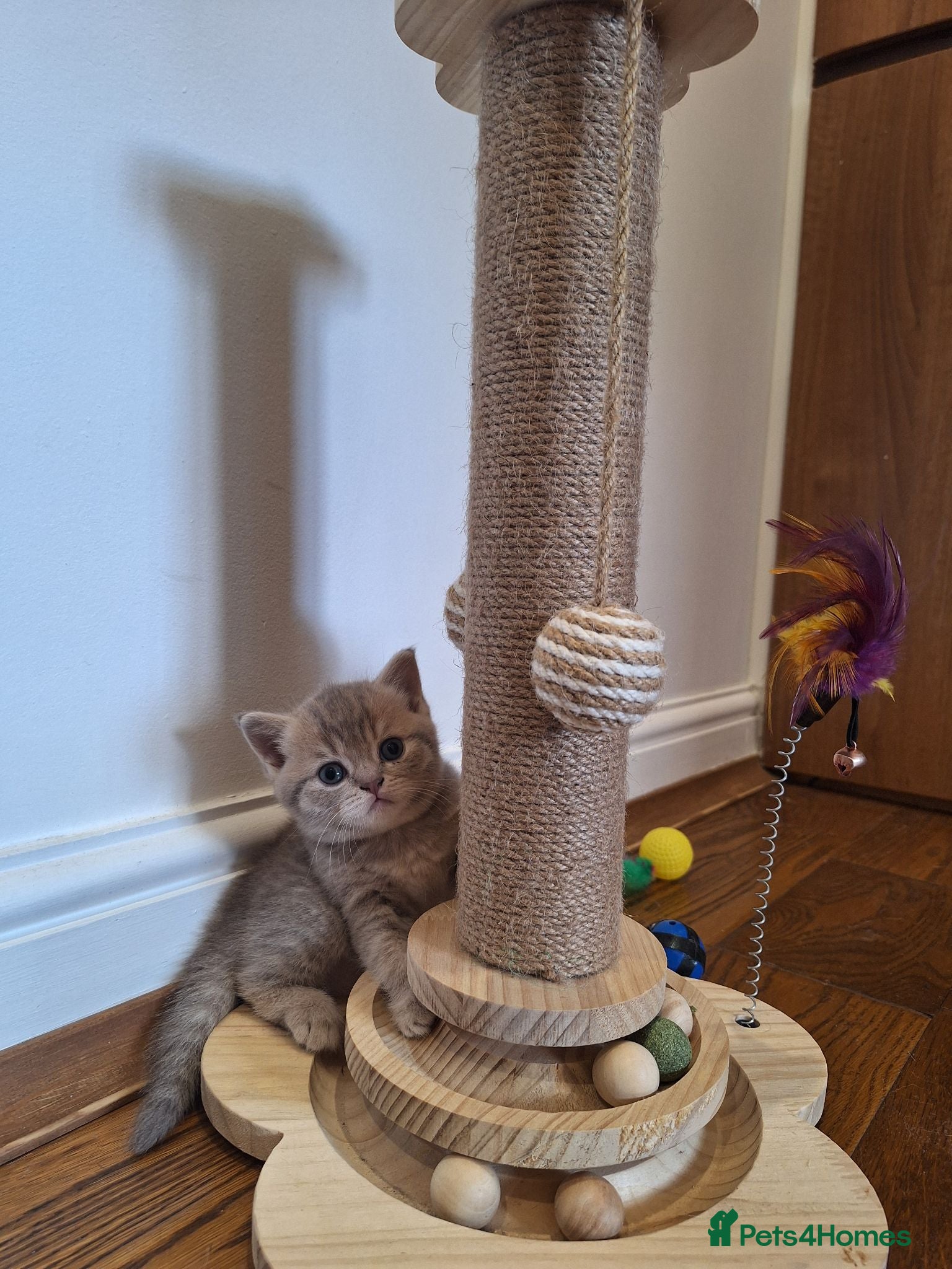 British Shorthair cats Champion blood line BSH kittens for sale - Advert 2