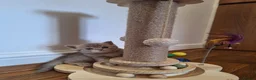 British Shorthair cats for sale: Champion blood line BSH kittens for sale - Advert 6