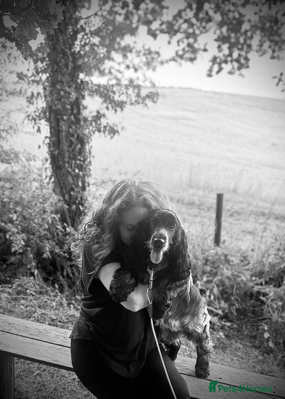 Cocker Spaniel dogs for sale: Pedigree KC Show Cocker Spaniel Puppies - Advert 1