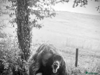 Cocker Spaniel dogs Pedigree KC Show Cocker Spaniel Puppies - Advert 12