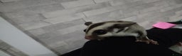Sugar Glider rodents for sale: Stunning baby sugar glider  - Advert 7