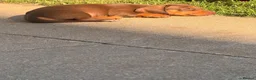 Miniature Dachshund dogs for sale: Miniature dachshund puppies  - Advert 6