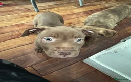 American Bulldog dogs for sale: American bulldog puppies  - Image 9