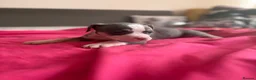 American Bully dogs for sale: Stunning American bully puppies for sale  - Advert 33