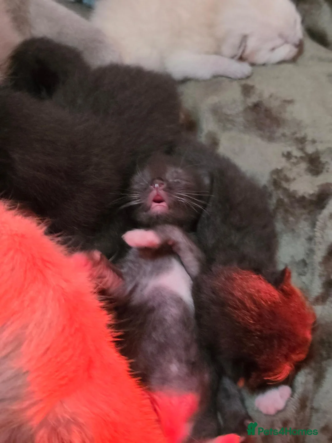 British Shorthair cats for sale: Fluffy bsh kittens in Eastbourne - Advert 15