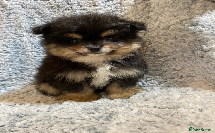 Pomeranian dogs - Advert 1