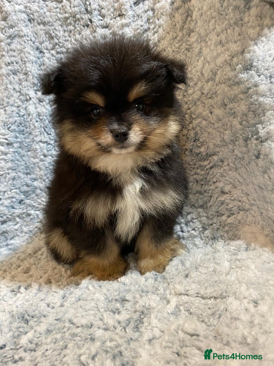 Pomeranian dogs for sale: Ready to leave Pomeranian puppies  - Image 1