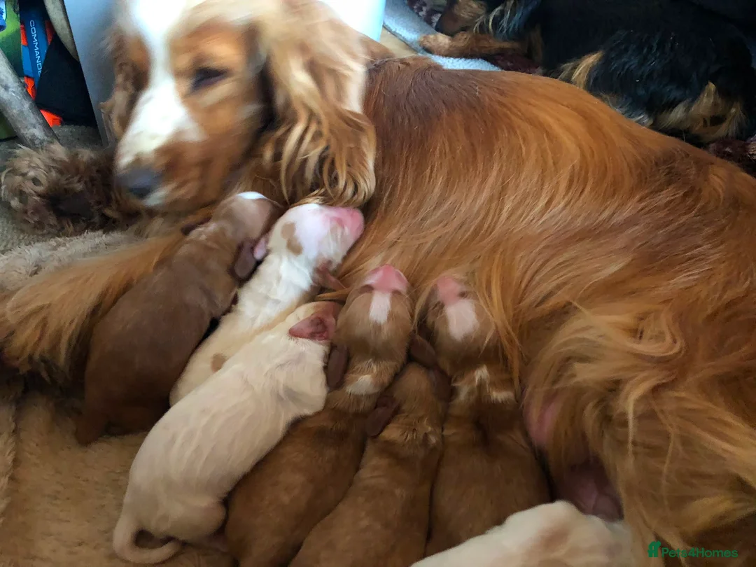 Cocker Spaniel dogs for sale: Show type cocker boys  in Daventry - Advert 1