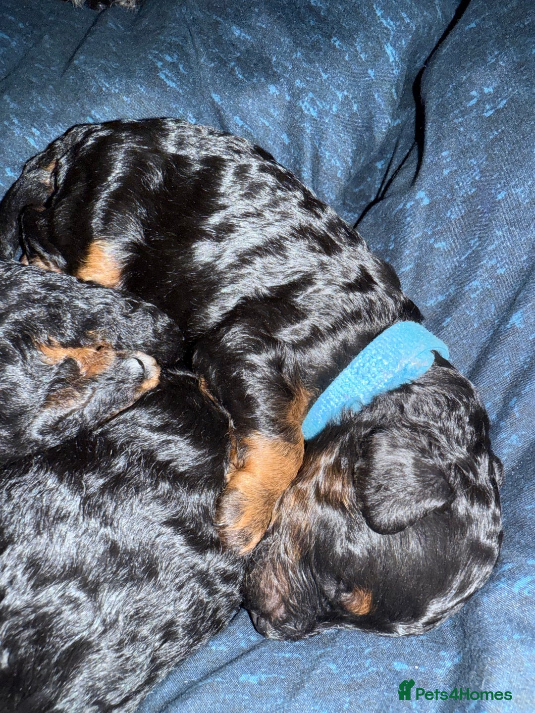 Cockapoo dogs for sale: 3 healthy phantom F1B cockapoo boys for sale  - Image 20