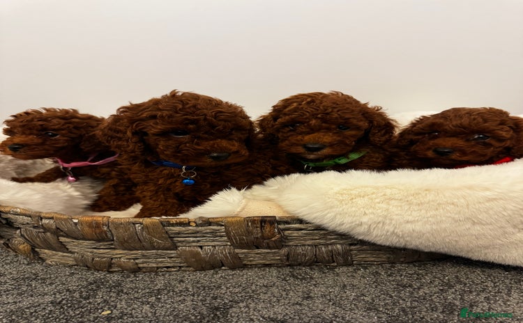 Toy Poodle dogs - Advert 3