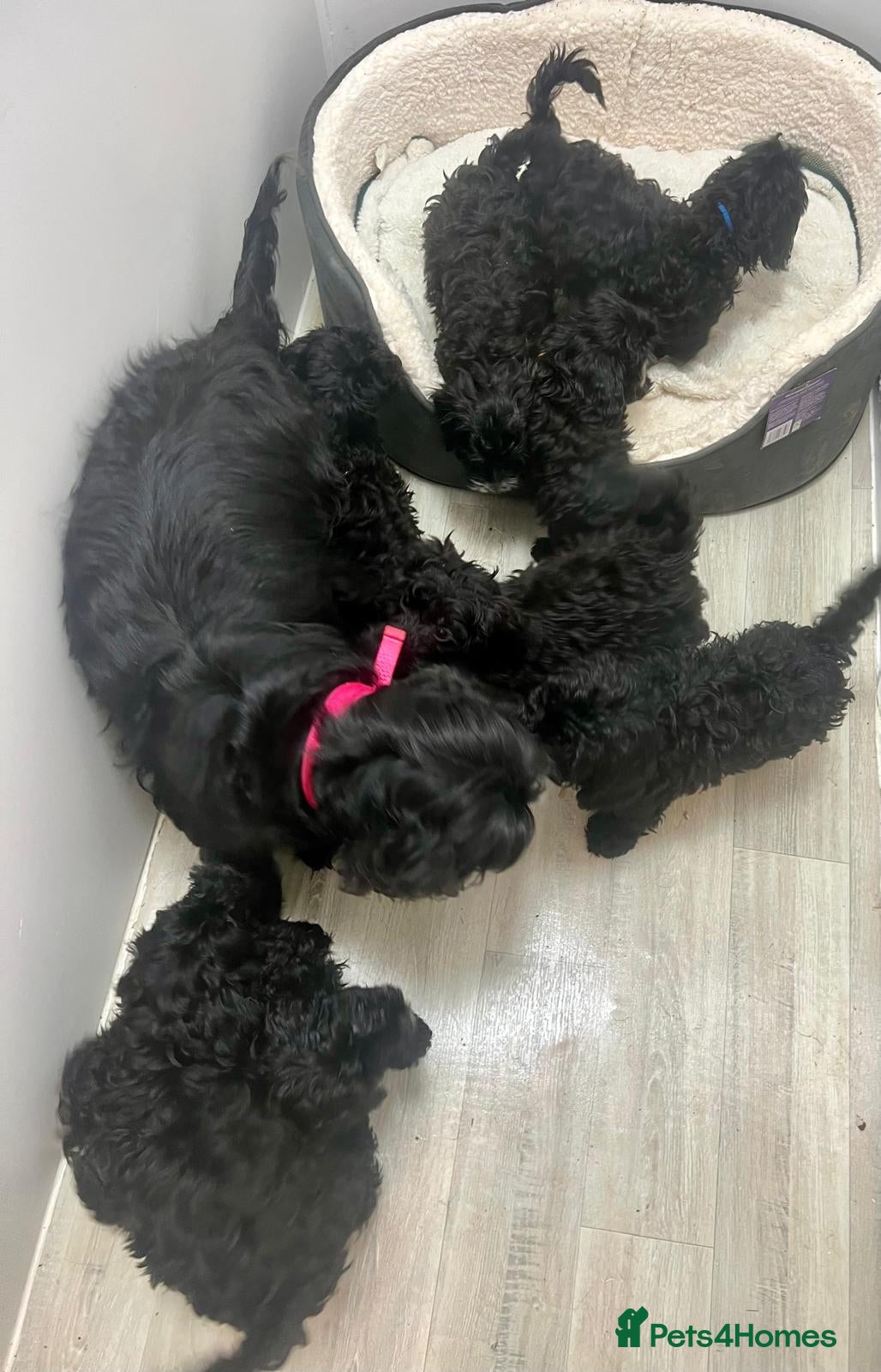 Cockapoo dogs Beautiful cockapoo puppies health tested parent's  - Advert 4