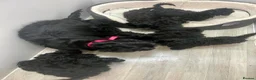 Cockapoo dogs for sale: Beautiful cockapoo puppies health tested parent's  in Hornchurch - Advert 1