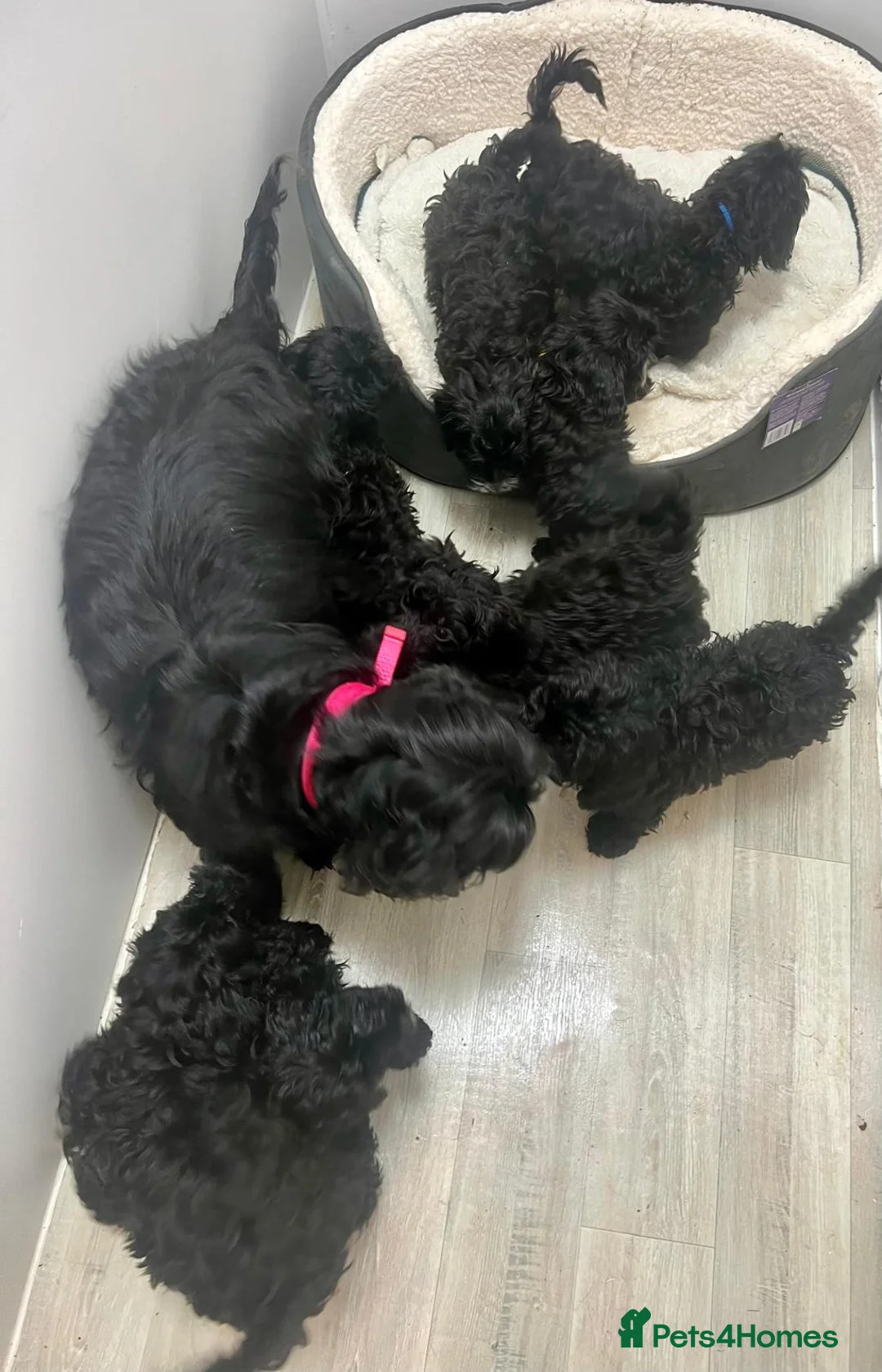 Cockapoo dogs for sale: Beautiful cockapoo puppies health tested parent's  in Hornchurch - Advert 1