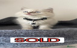 Ragdoll cats for sale: The Last Adorable Girl Ragdoll - Image 11