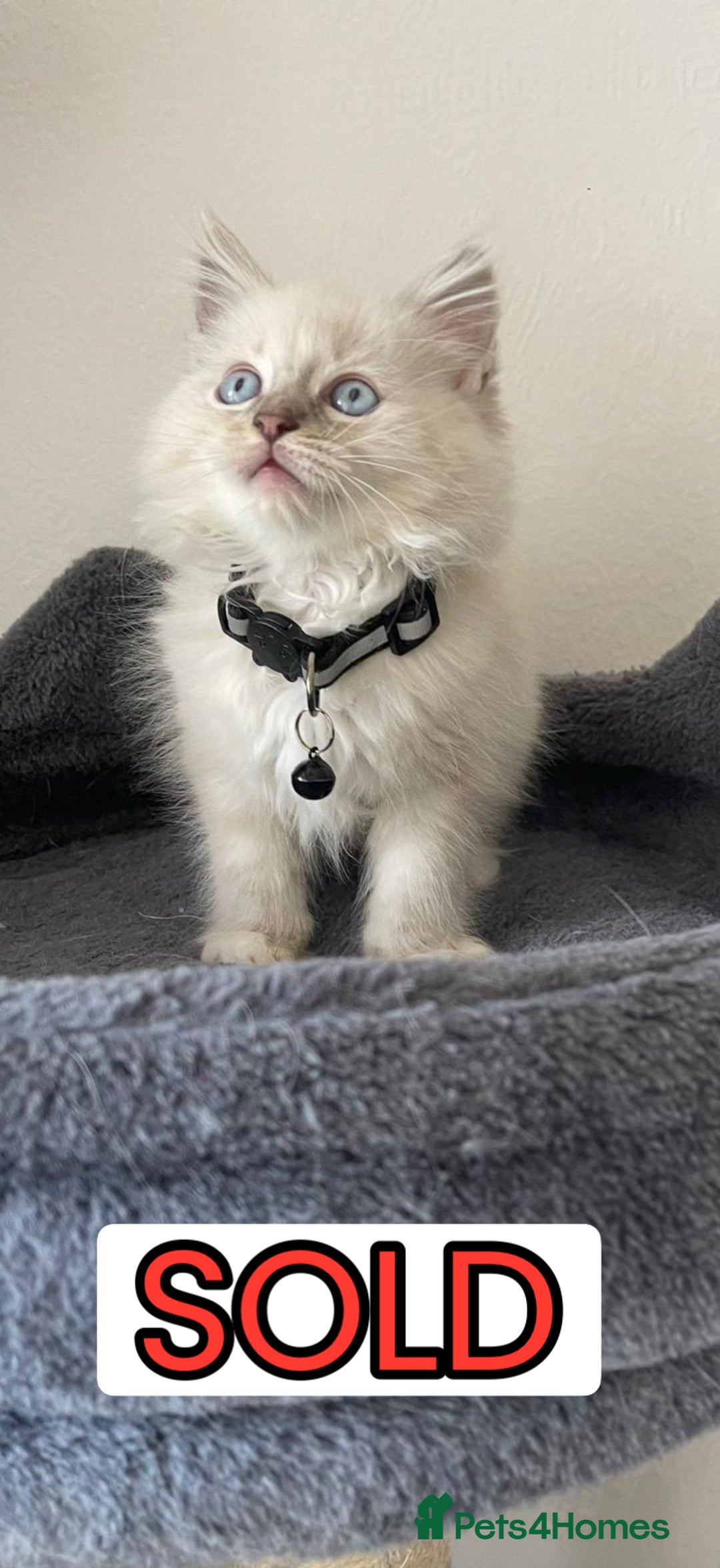 Ragdoll cats for sale: The Last Adorable Girl Ragdoll - Image 11