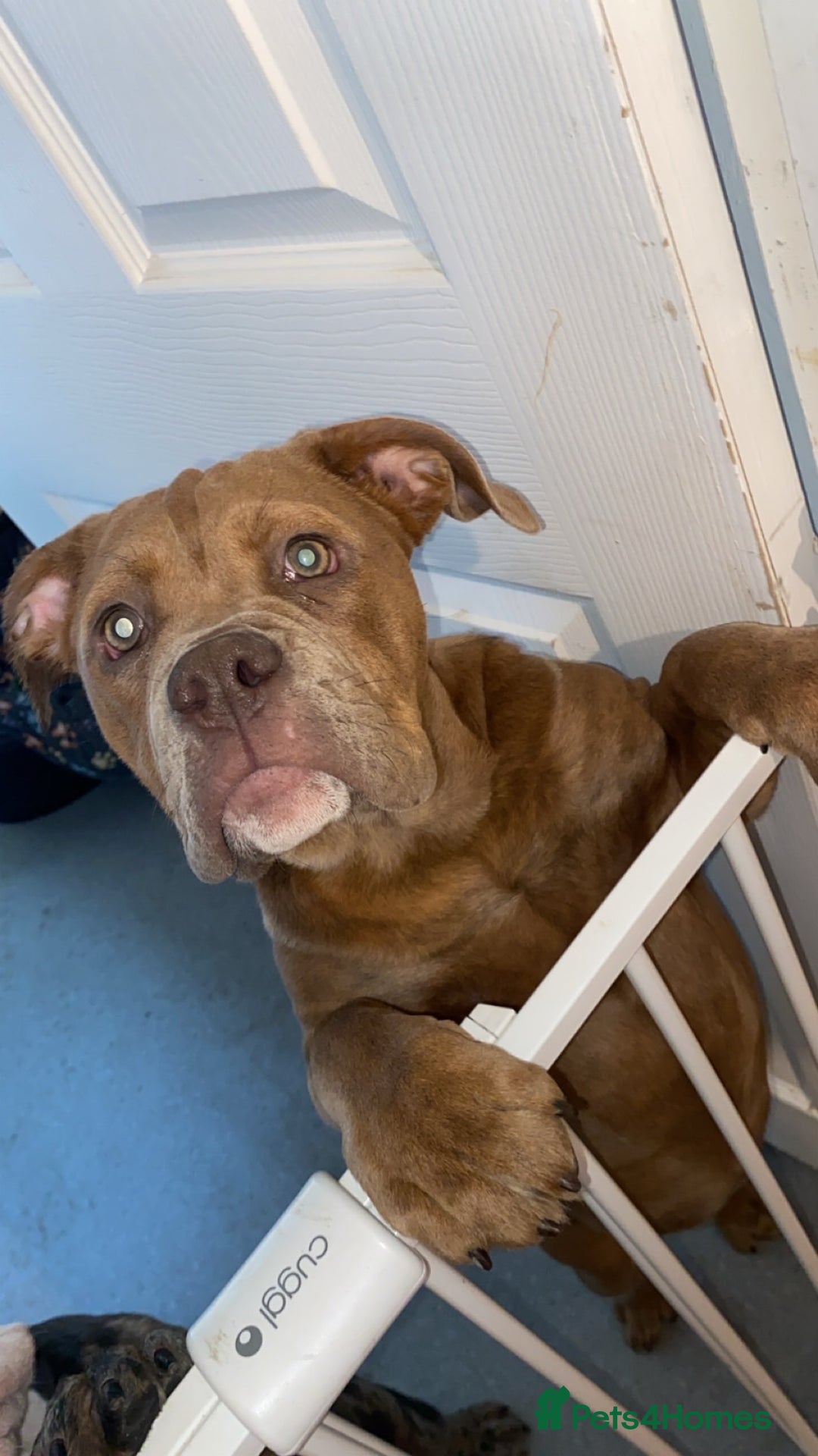 Dorset Olde Tyme Bulldogge dogs for sale: Beautiful KC olde English bulldogs in spennymoor  - Image 1