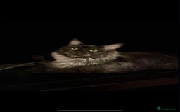 Maine Coon cats for sale: Blue smoke boy neuted - Image 3
