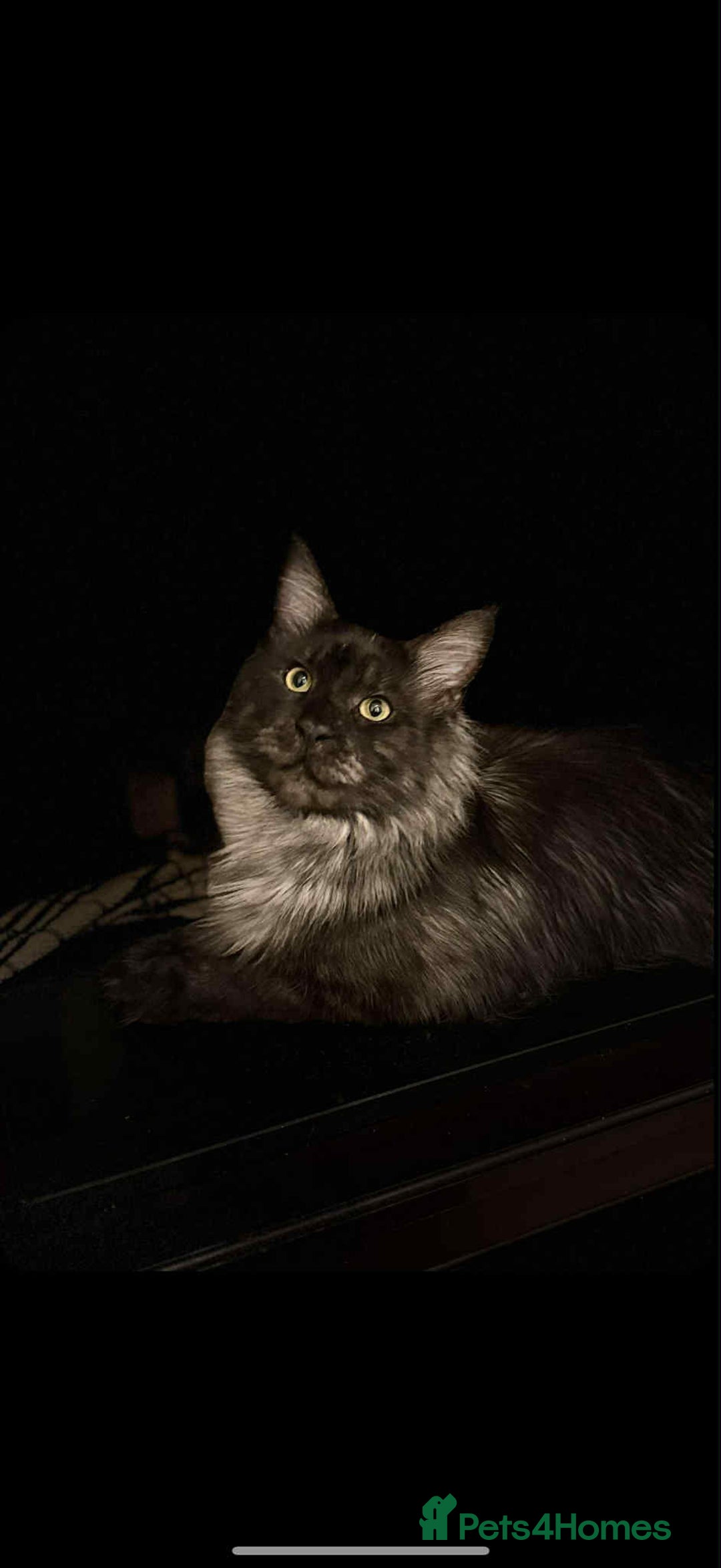 Maine Coon cats for sale: Blue smoke boy neuted - Image 3