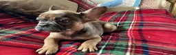 French Bulldog dogs for sale: French bulldogs - Advert 4