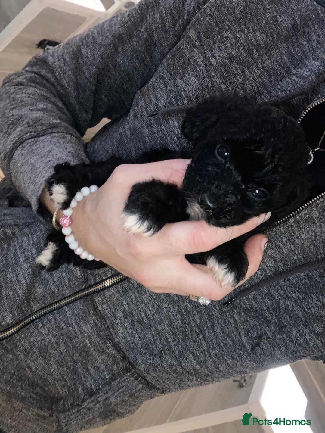 Shihpoo dogs for sale: 1 beautiful Sable shihpoo boy  - Image 18