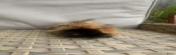 Guinea Pig rodents for sale: 1 left. Pretty baby long haired female guinea pig. - Advert 3