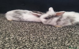 Lionhead rabbits for sale: Blue harlequin Mini lion lops  - Image 3
