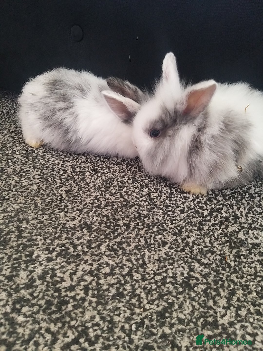 Lionhead rabbits for sale: Blue harlequin Mini lion lops  - Image 3