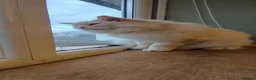 Ragdoll cats for sale: Ragdoll in need of a new home - Advert 23