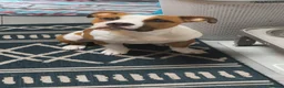 American Bulldog dogs for sale: 7 month old American Bulldog  - Advert 18