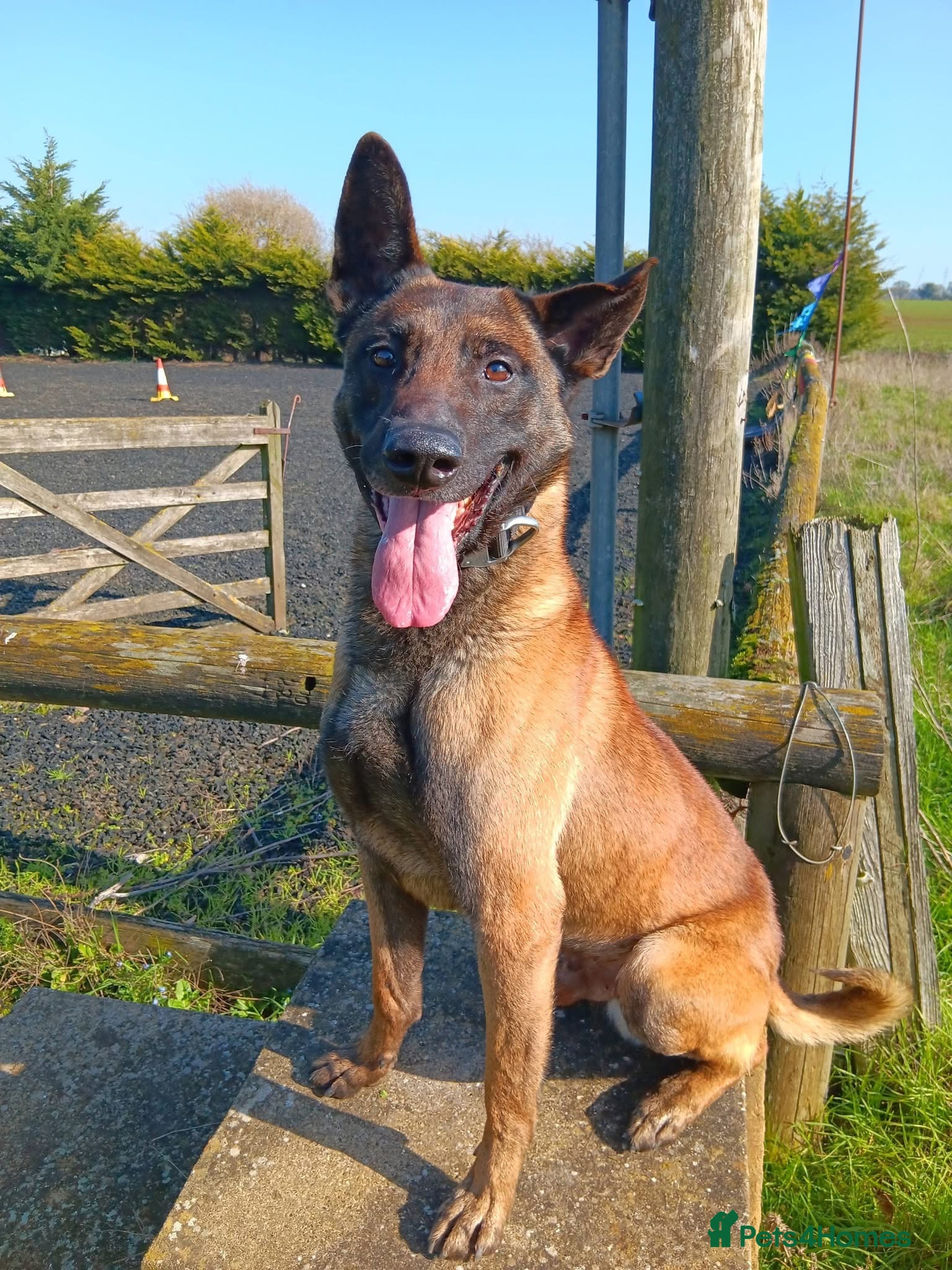 Belgian Shepherd Dog dogs JAKE - Malinois - Advert 4