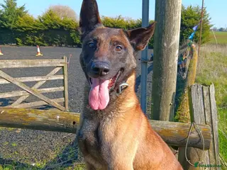 Belgian Shepherd Dog dogs JAKE - Malinois - Advert 4