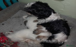 Shih Tzu dogs for sale: 2 female shih tzu puppies  - Image 3