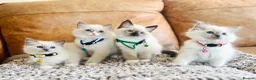 Ragdoll cats for sale: 🐈Pedigree Ragdoll Champion line 🏆 GCCF kittens  - Advert 14