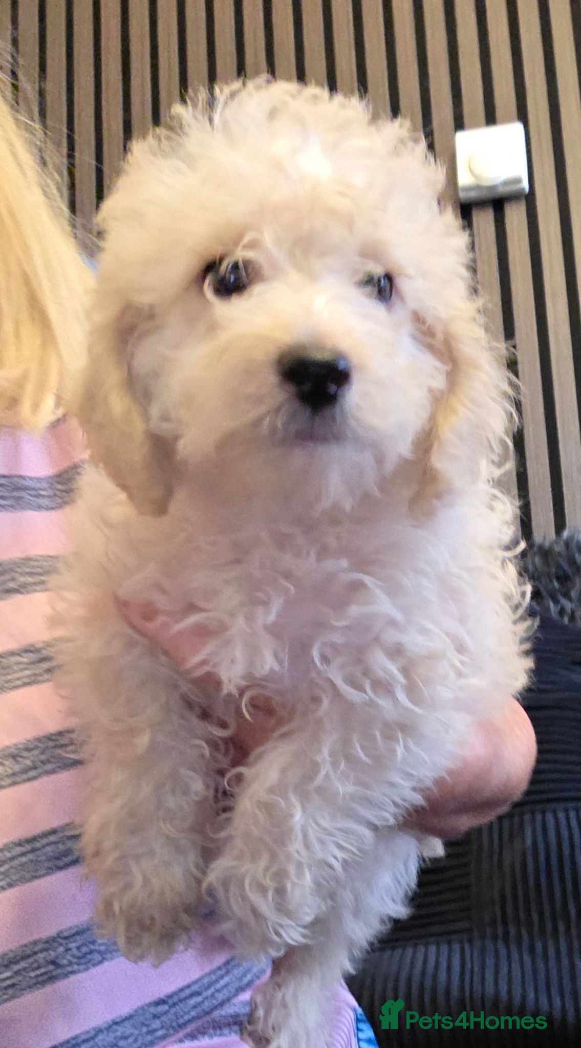 Jackapoo dogs Toy poodle 3/4 puppies  - Advert 4