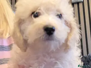 Jackapoo dogs Toy poodle 3/4 puppies - Advert 4