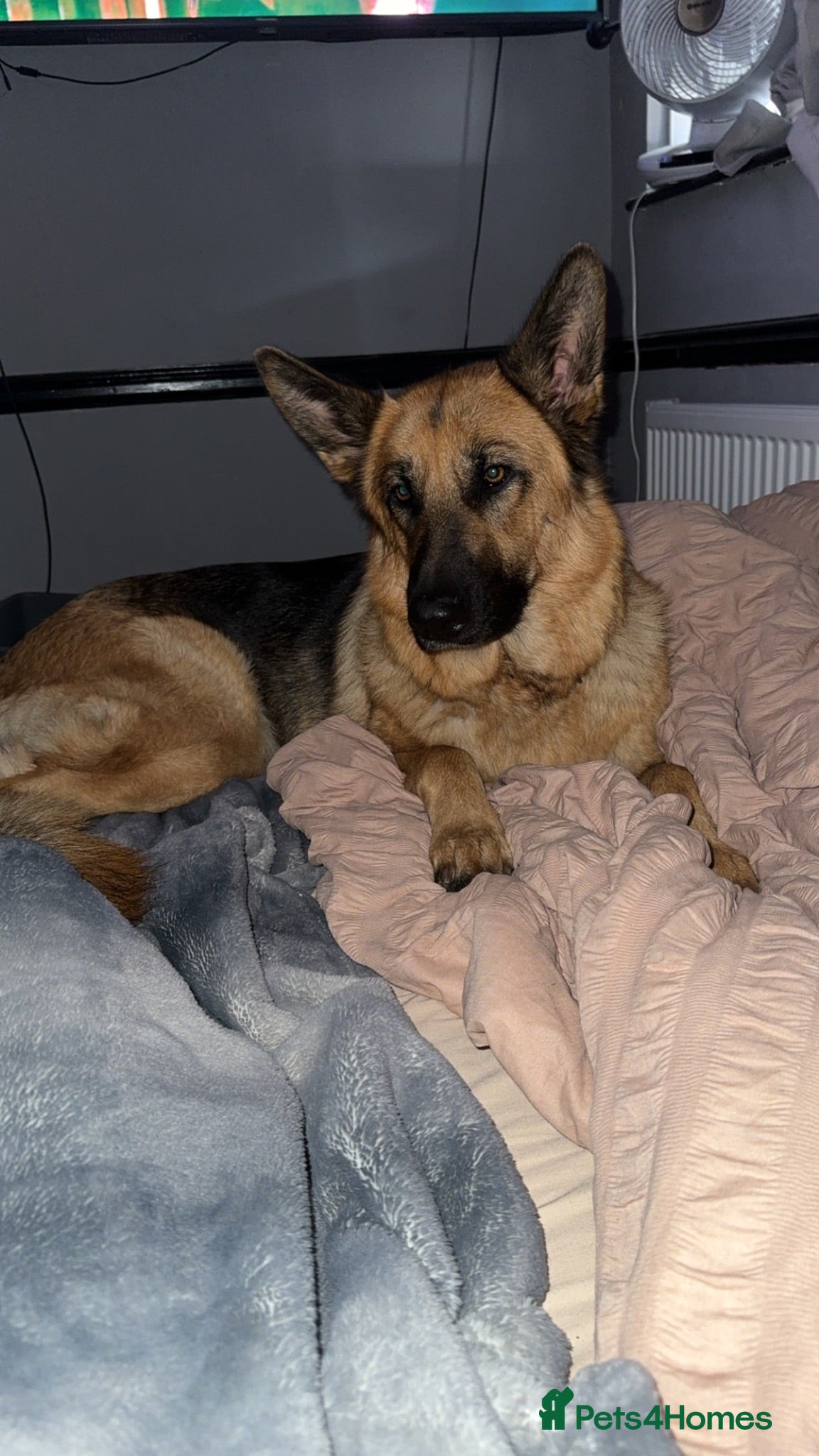 German Shepherd dogs German shepherd puppies - Advert 3