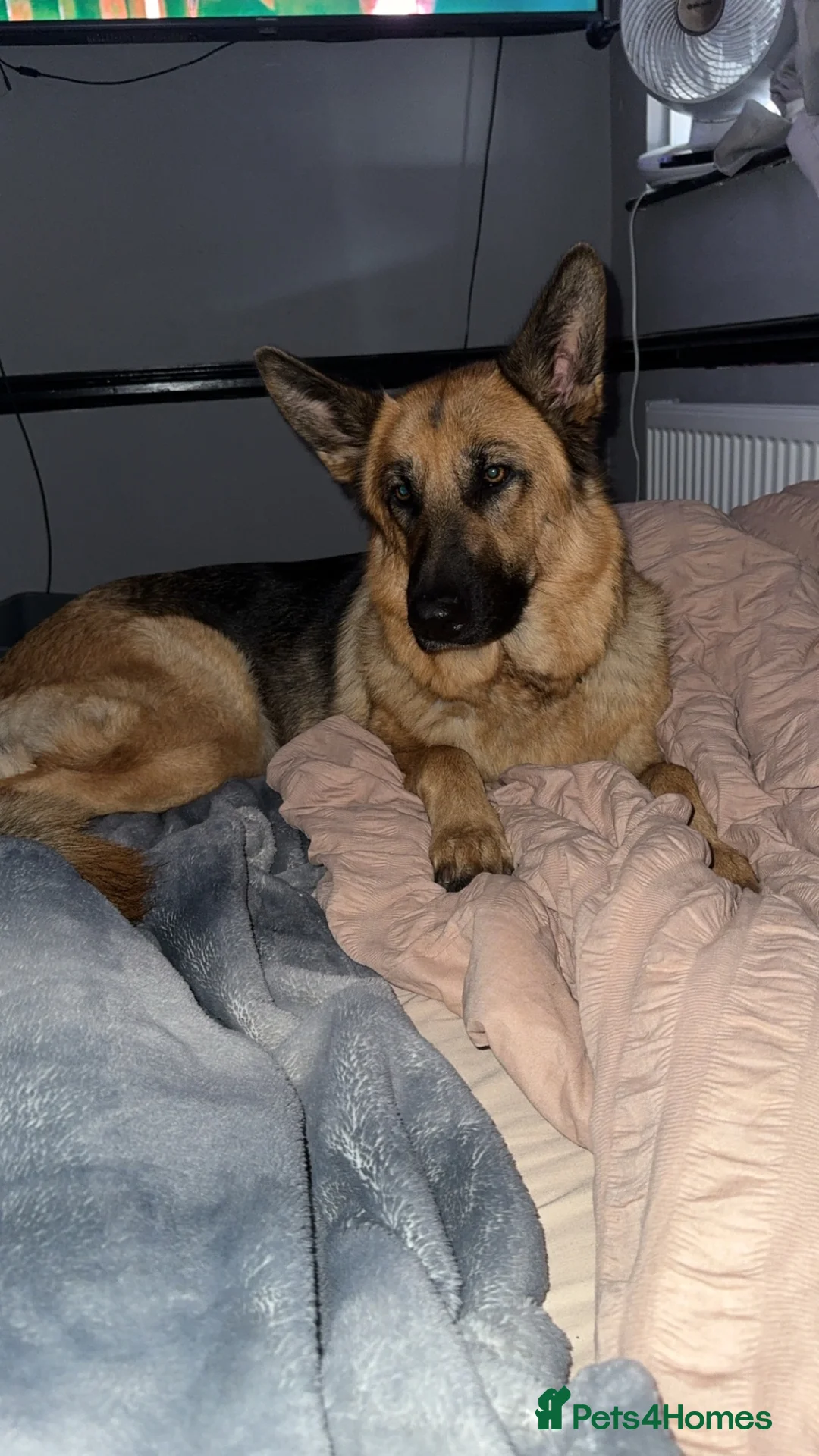 German Shepherd dogs for sale: German shepherd puppies - Advert 1