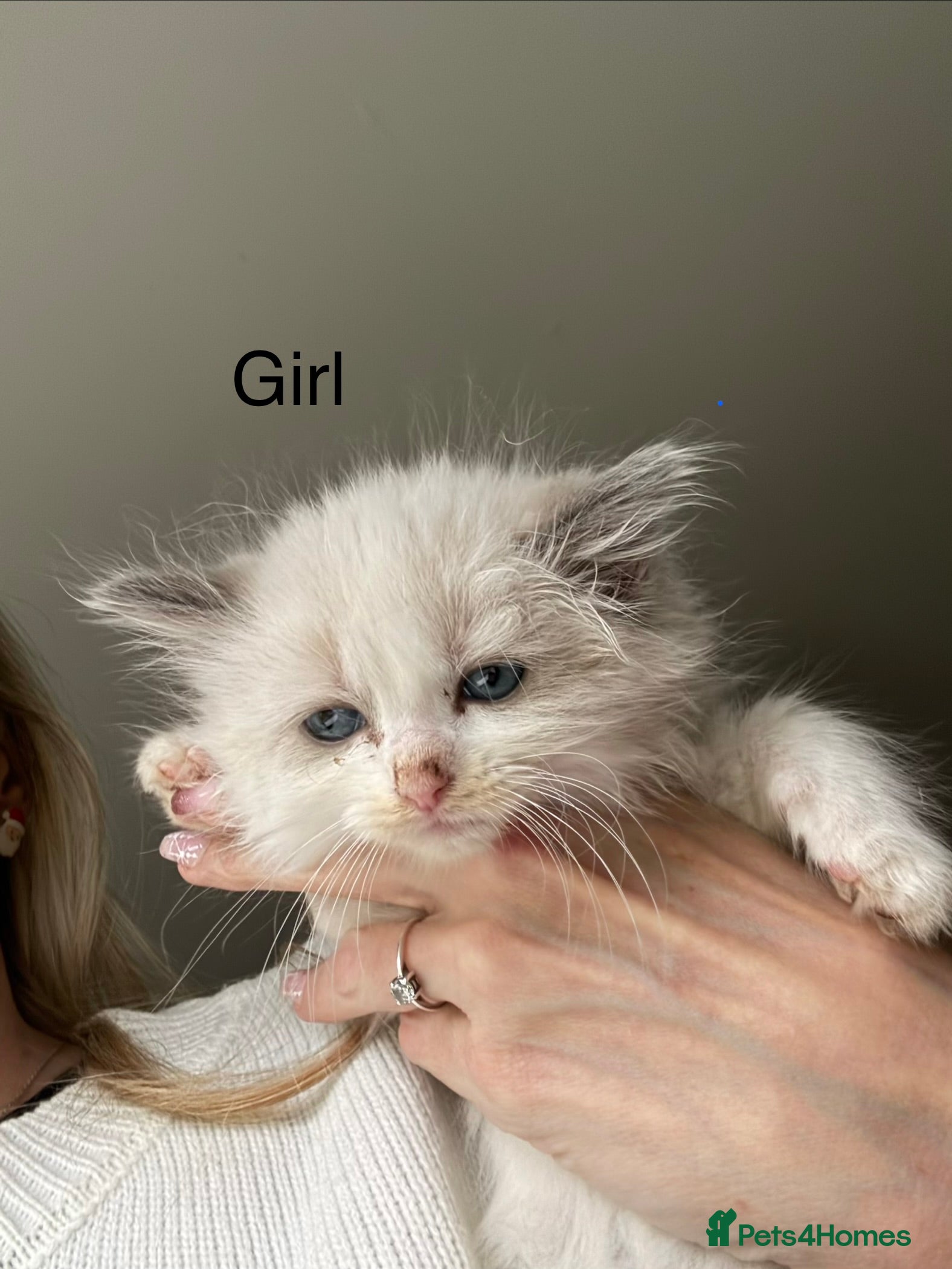 Ragdoll cats 3 Ragdoll Kittens. Ready Now.  - Advert 12