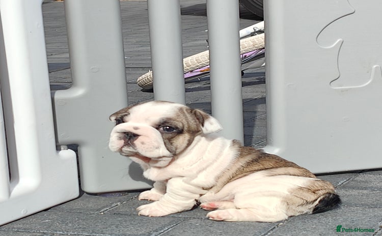 French Bulldog dogs - Advert 1
