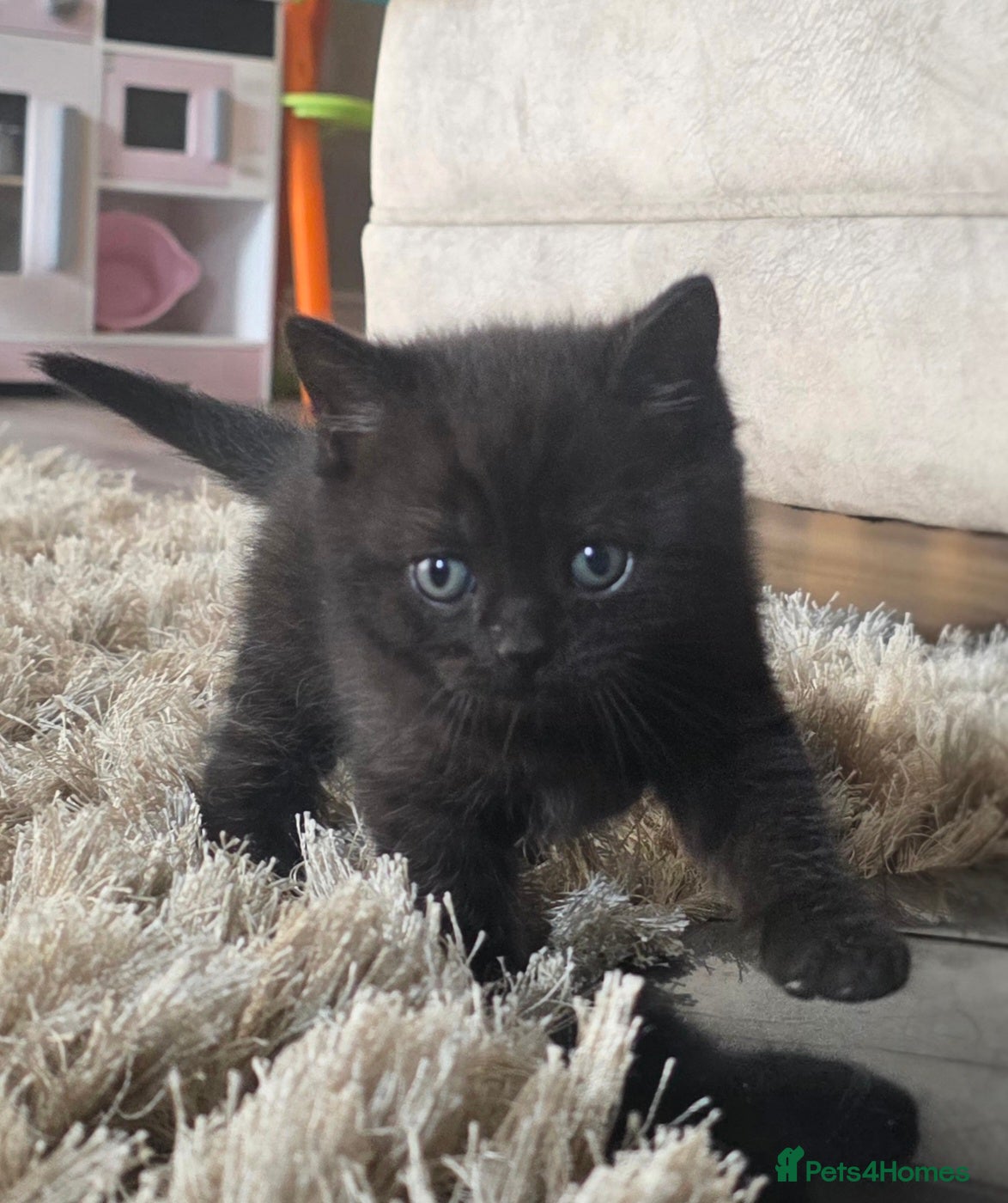 British Shorthair cats for sale: British shorthair mixed beautiful little boy left  - Advert 7