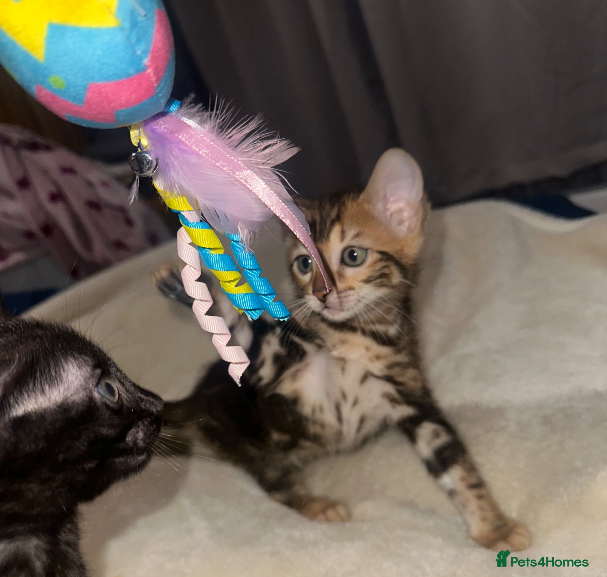Bengal cats Bengal kittens - Advert 2