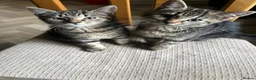 Mixed Breed cats for sale:  kittens mom two daughters  in Birmingham - Advert 5
