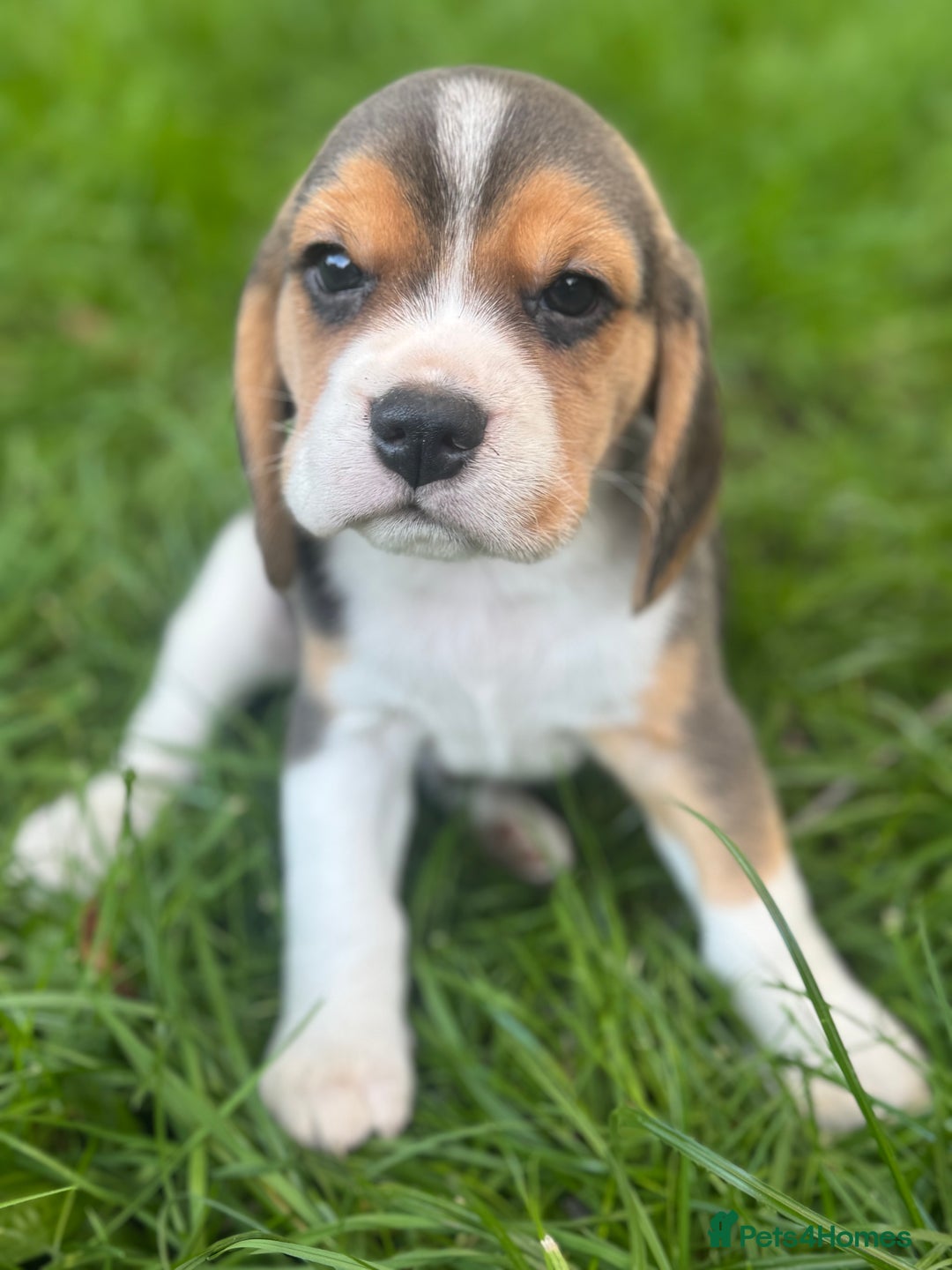 Beagle dogs for sale: KC REGISTERED SHOW TUOE BEAGLE PUPPIES  - Image 19