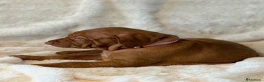 Hungarian Vizsla Puppy 3 - Pink Collor