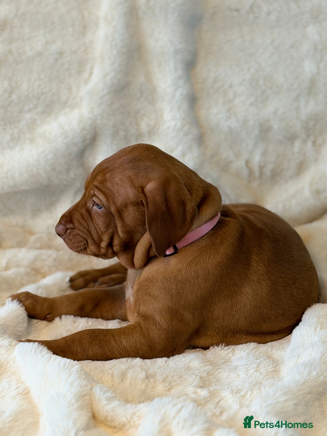 Hungarian Vizsla dogs for sale: Beautiful Hungarian Vizsla Puppies – 5⭐ Homes Only - Advert 11