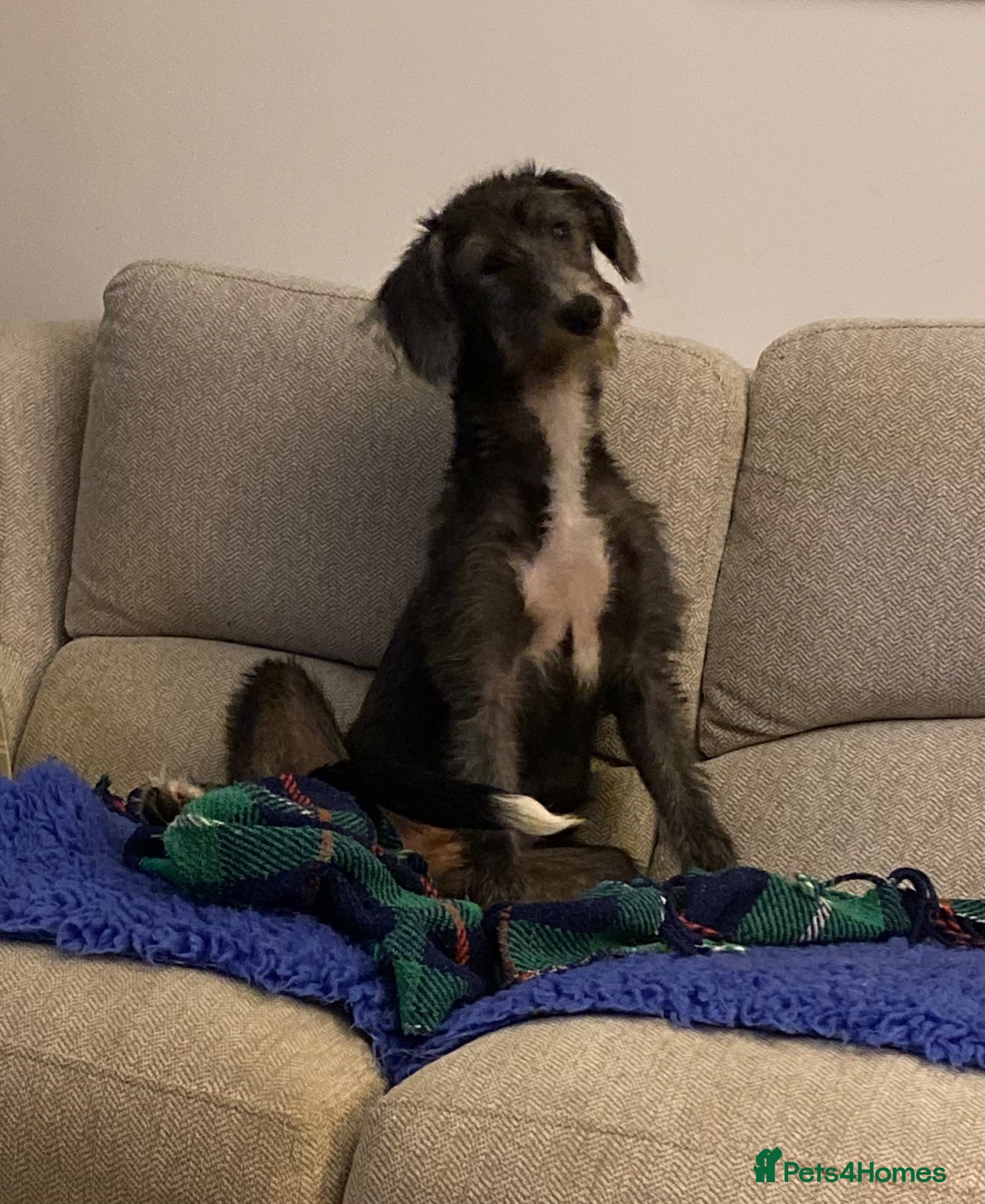 Lurcher dogs 6 month old Lurcher (greyhound / deerhound) - Advert 2